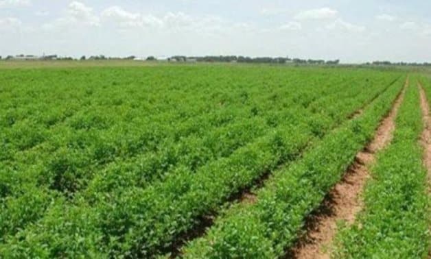 عزبة خاصة مميزه في البحيره